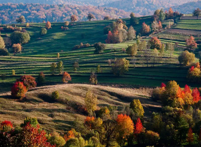 Toamna în Bucovina, păduri arămii