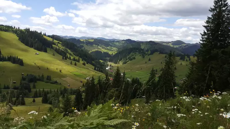Bucovina vara