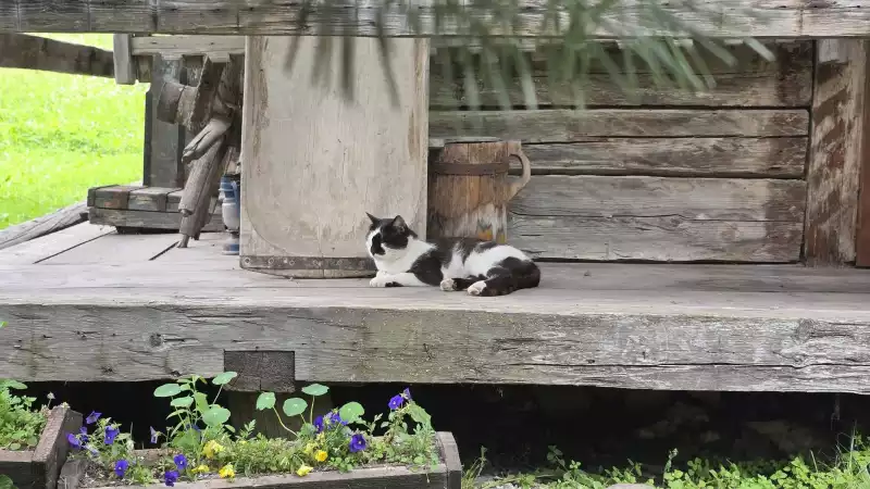 Prispă rustică din Bucovina, cu lemn vechi, flori și o pisică odihnindu-se în liniște